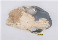 藏品(大唇犀頭骨化石)的圖片